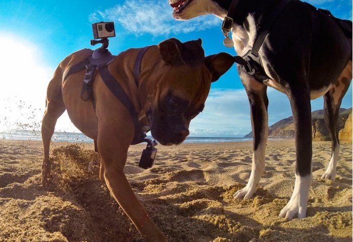 GoPro Fetch Pettorina per Cane